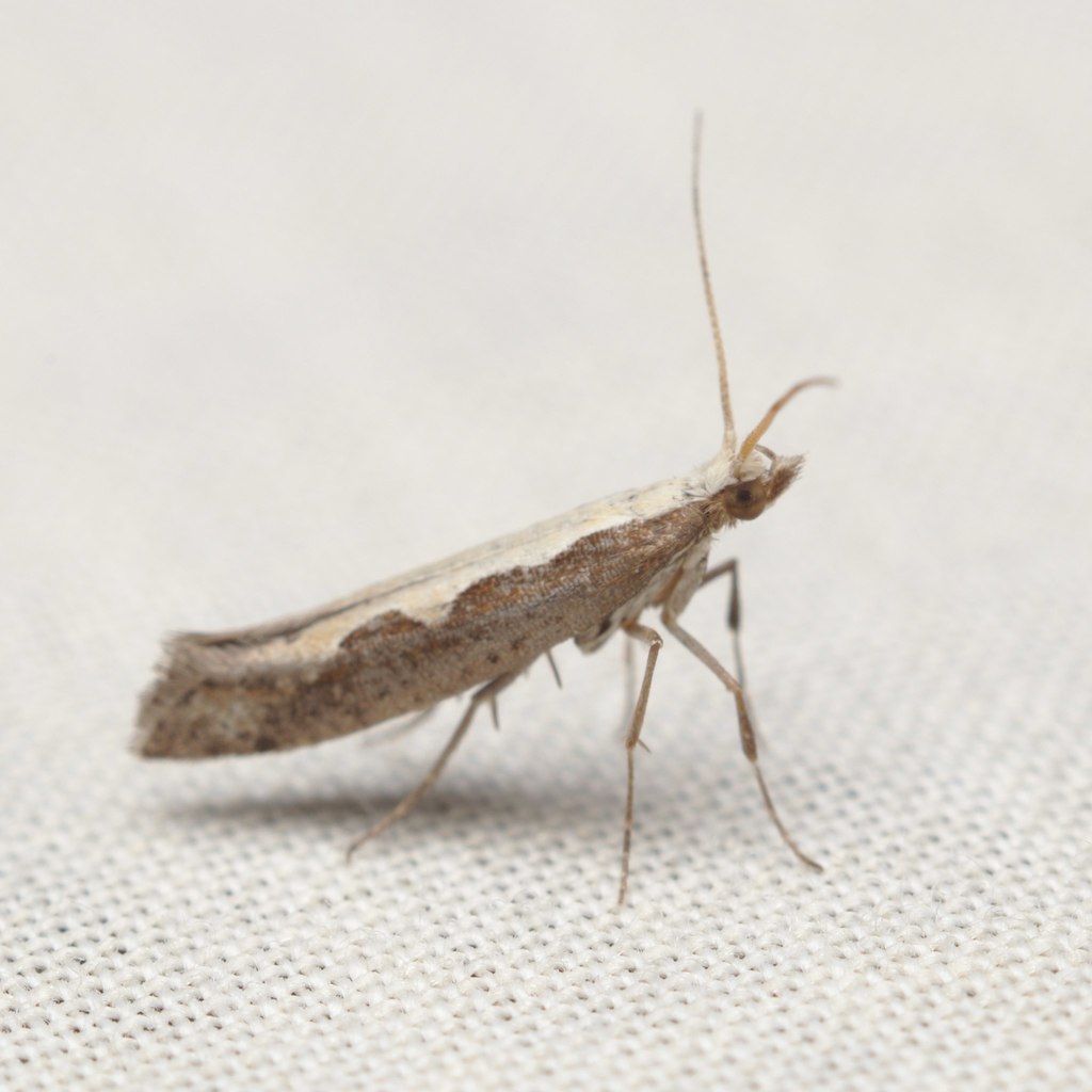 Diamondback Moth