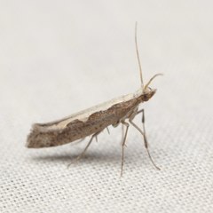 Diamondback Moth