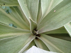 Pleurophyllum hookeri