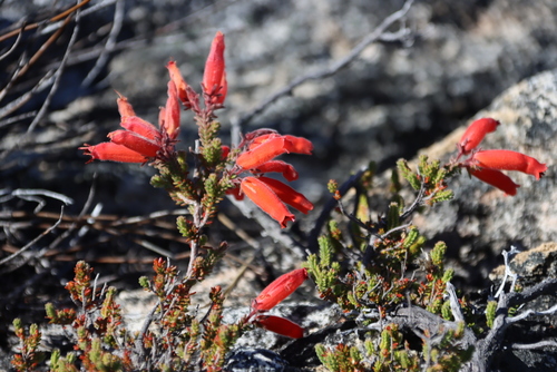 Red Pompous Heath (Erica tumida)