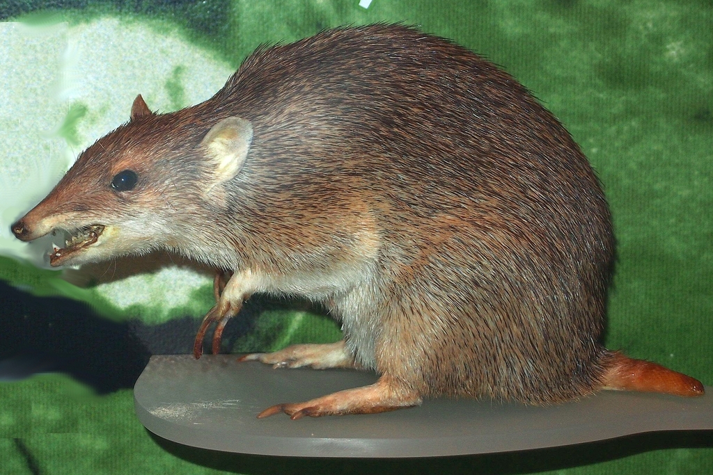 Golden Bandicoot