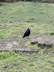 Corvus frugilegus