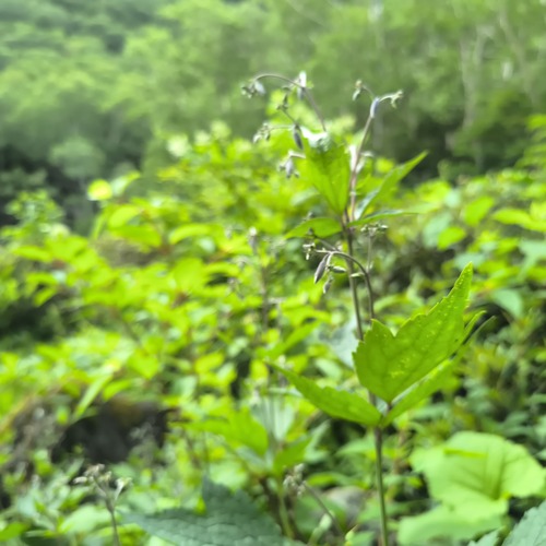Clematis stans iNat (3)