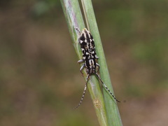 Pterolophia luctuosa