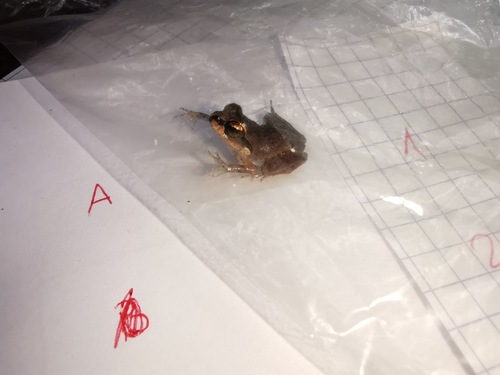 Kirindy Jumping Frog, Aglyptodactylus securifer
