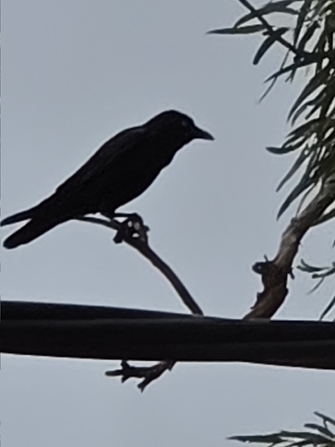 Little Crow (Corvus bennetti)
