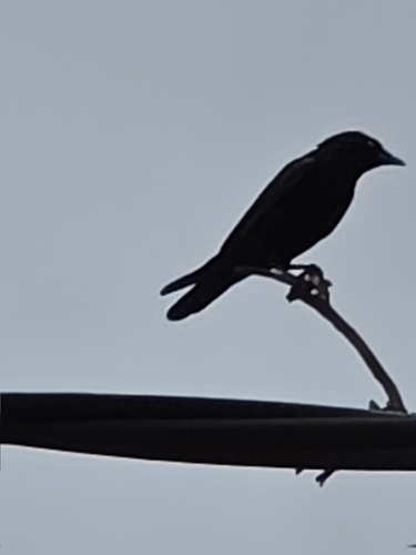 Little Crow (Corvus bennetti), photo 2