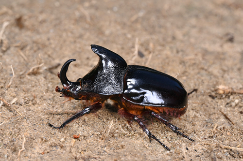 Dichodontus grandis