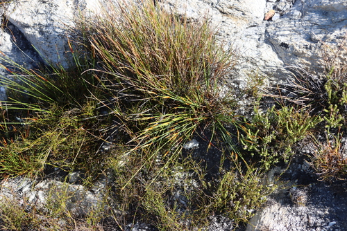 Yellow Veldrush (Schoenus pictus)