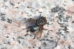Calliphorinae