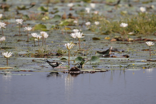 Pheasant-tailed Jacana (Hydrophasianus chirurgus), photo 7