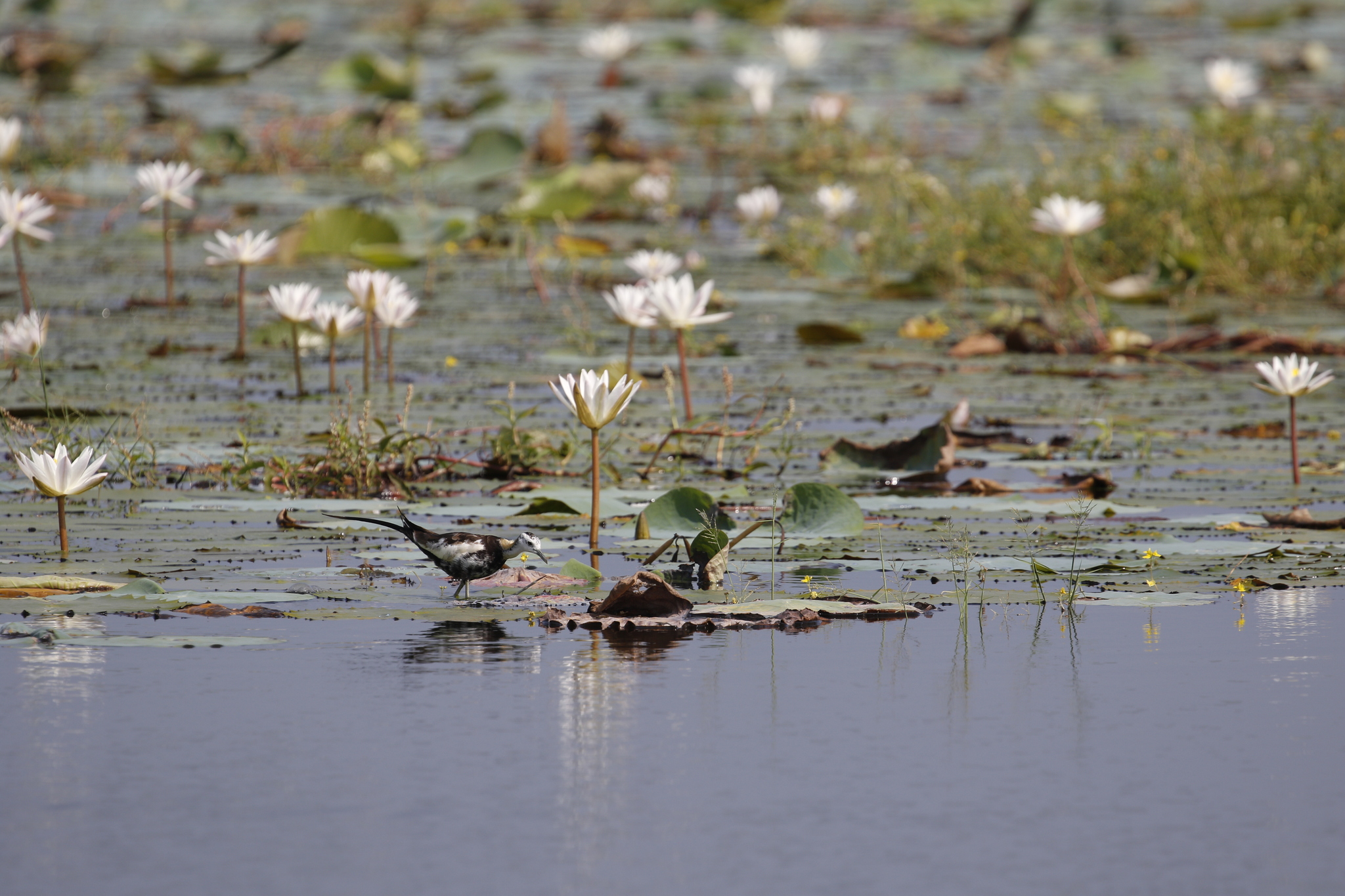 Pheasant-tailed Jacana (Hydrophasianus chirurgus), photo 6