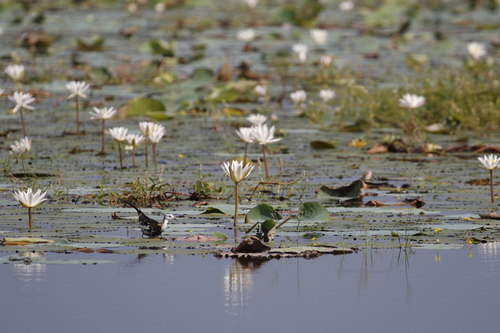 Pheasant-tailed Jacana (Hydrophasianus chirurgus), photo 9