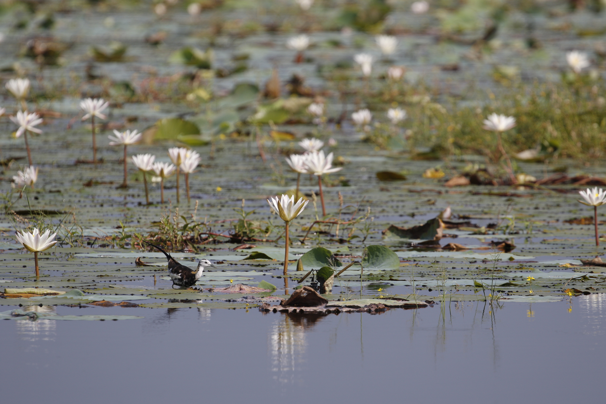 Pheasant-tailed Jacana (Hydrophasianus chirurgus), photo 8