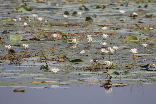 Pheasant-tailed Jacana (Hydrophasianus chirurgus), photo 8