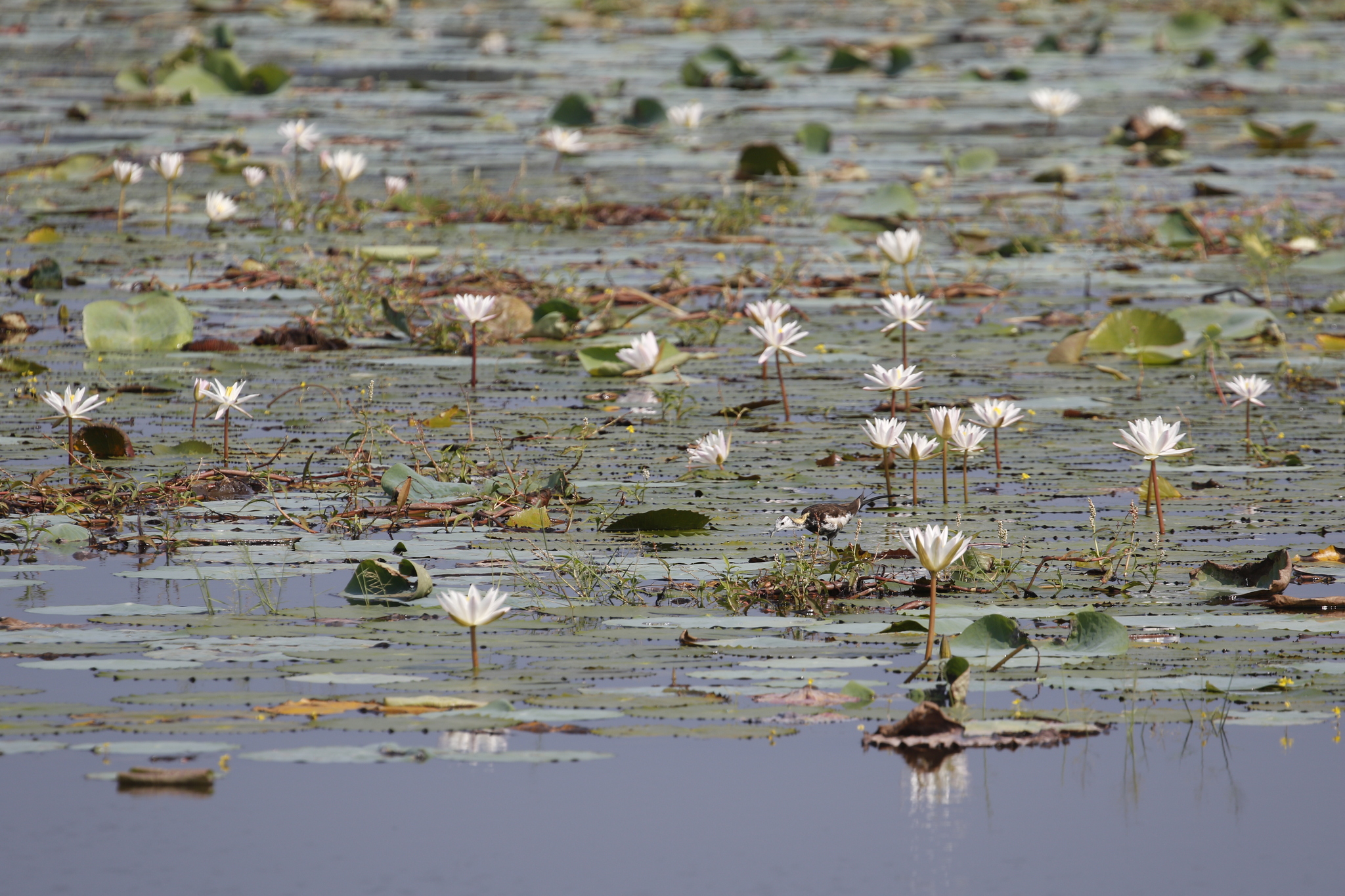 Pheasant-tailed Jacana (Hydrophasianus chirurgus), photo 7