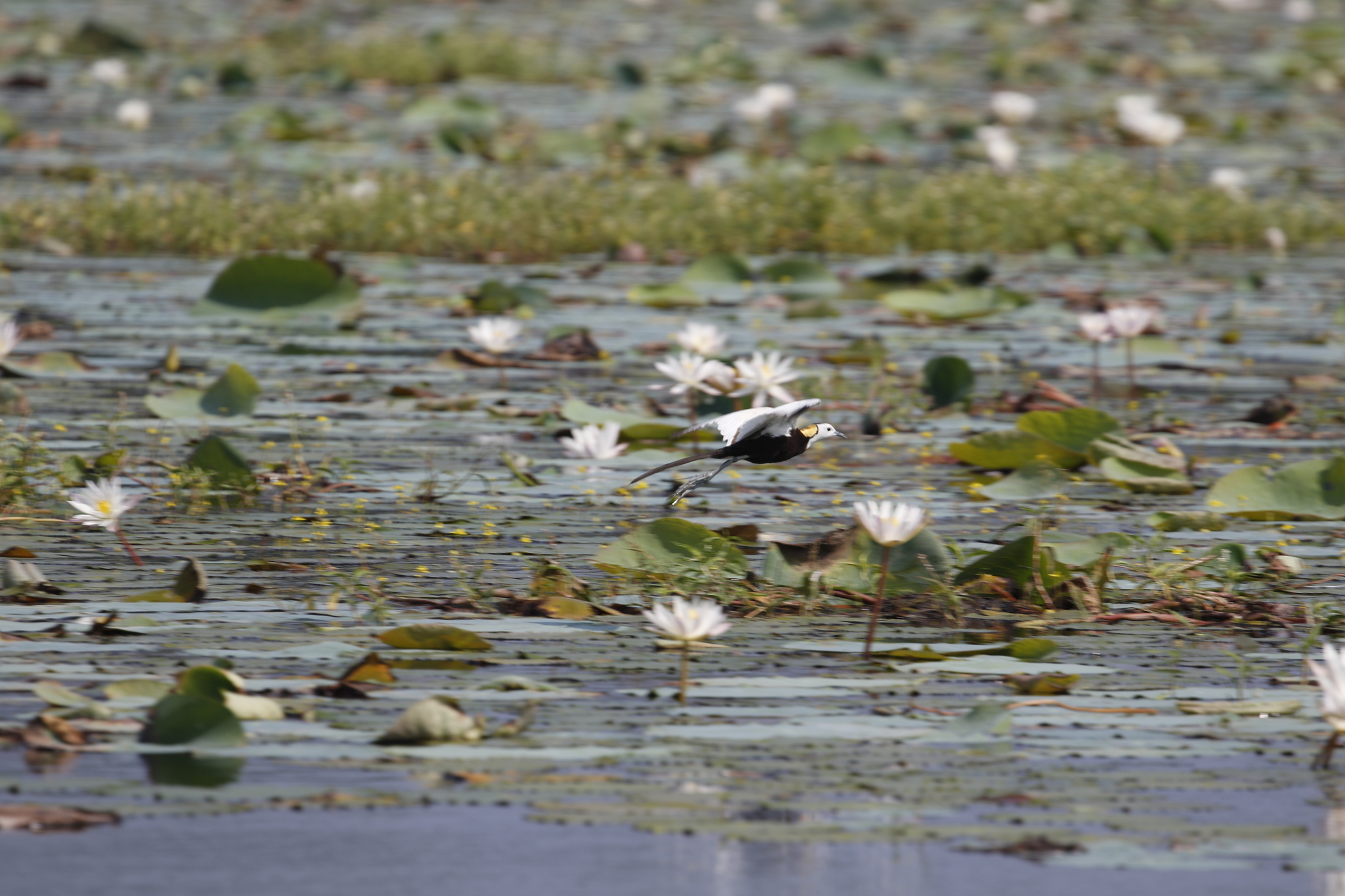 Pheasant-tailed Jacana (Hydrophasianus chirurgus), photo 4