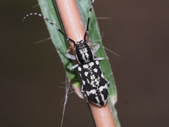 Pterolophia luctuosa