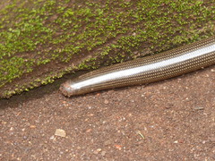 Afrotyphlops lineolatus