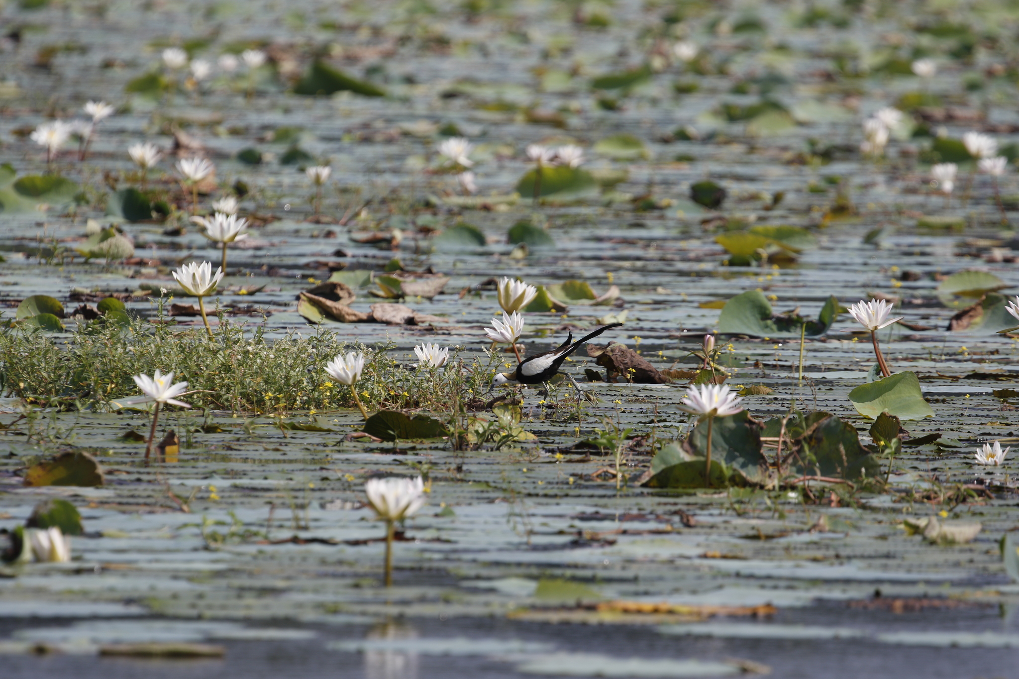Pheasant-tailed Jacana (Hydrophasianus chirurgus), photo 5