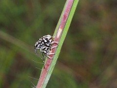 Pterolophia luctuosa