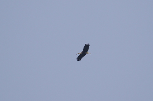 Asian Woolly-necked Stork (Ciconia episcopus), photo 7