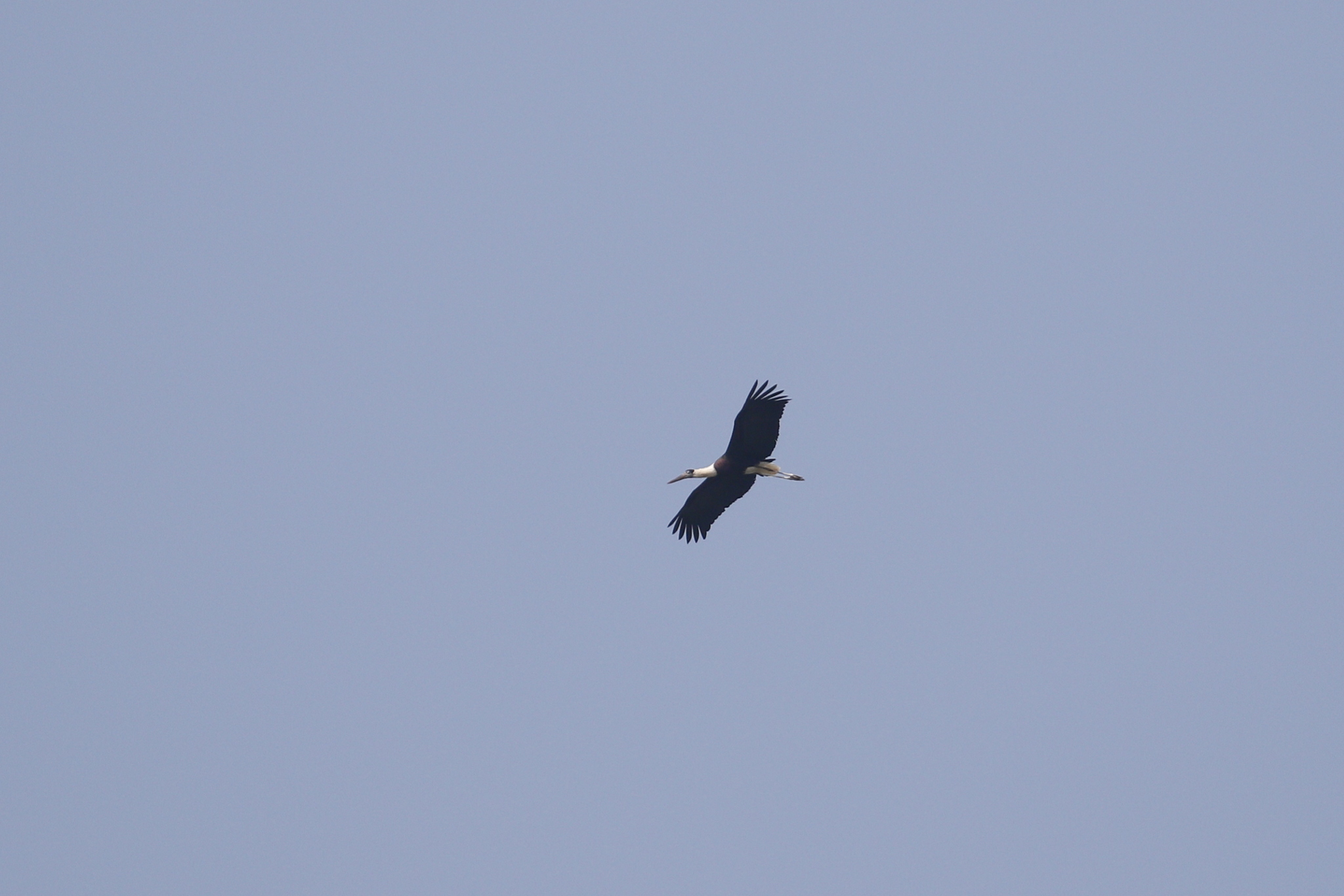 Asian Woolly-necked Stork (Ciconia episcopus), photo 10