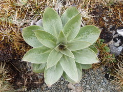 Pleurophyllum hookeri