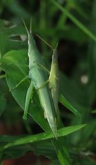 Atractomorpha similis