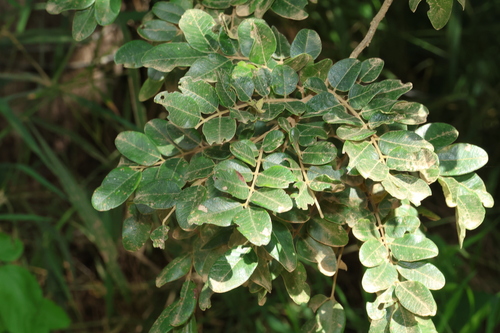 Velvet Bean-Tree (Cassia tomentella)