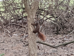 Sciurus vulgaris