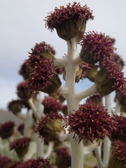 Pleurophyllum hookeri