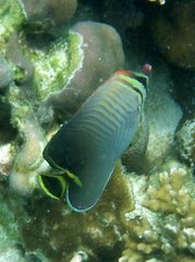Chaetodon triangulum