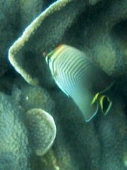 Chaetodon triangulum