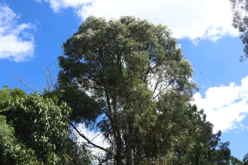 Brigalow (Acacia harpophylla)