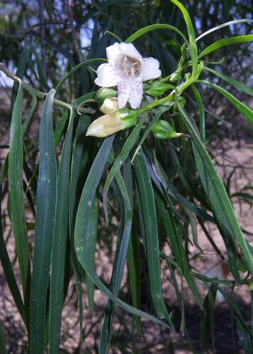 Bignonia emu-bush (Eremophila bignoniiflora)