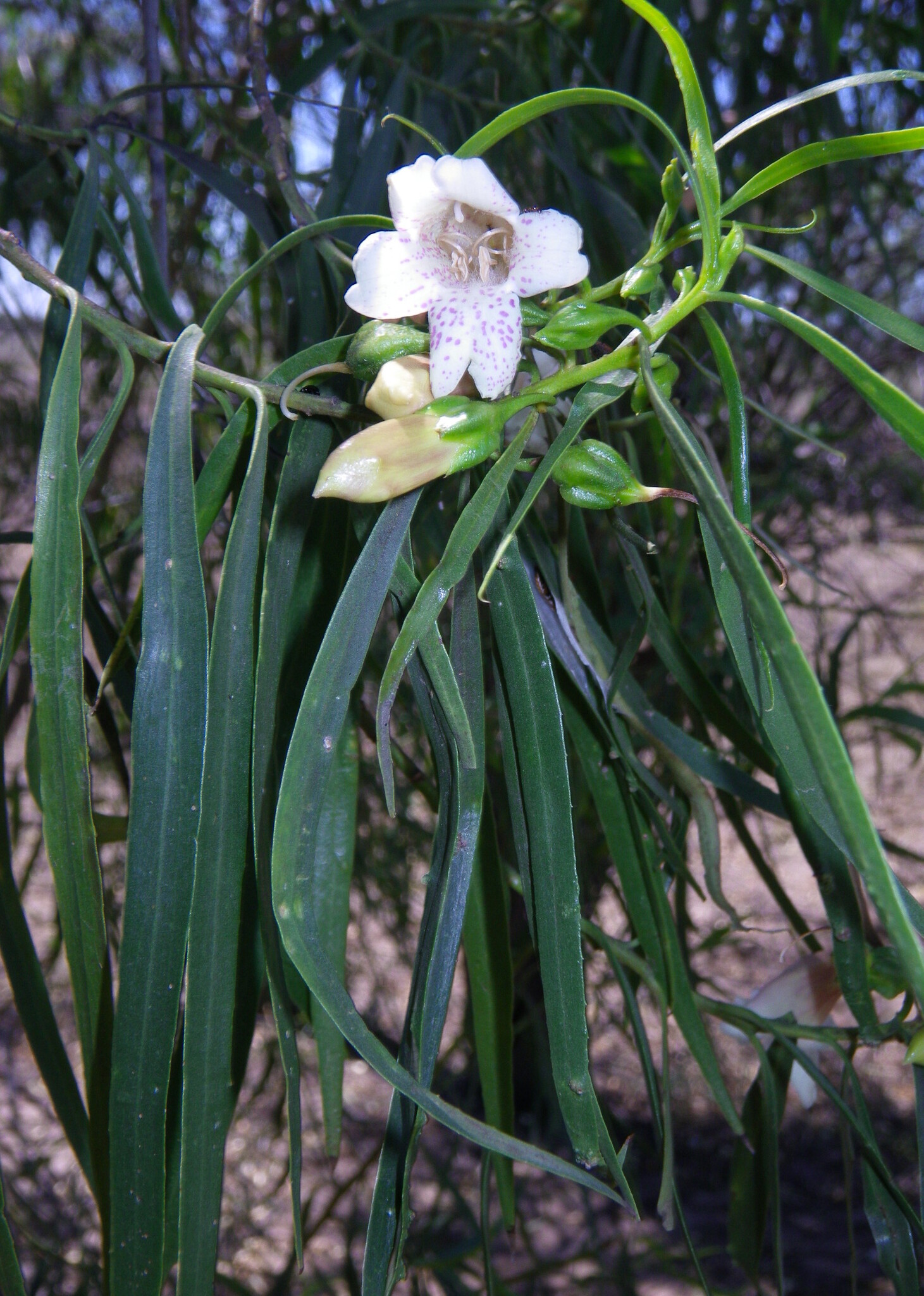 Bignonia Emu-Bush (Eremophila bignoniiflora)