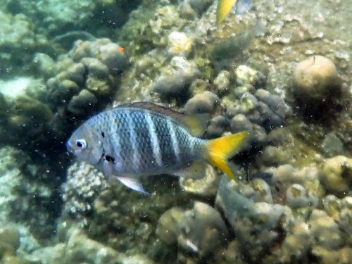 Yellowtail sergeant (Abudefduf notatus) — Pomacentridae — 5