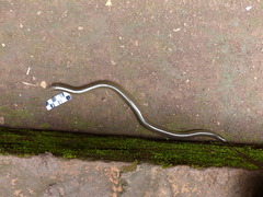 Afrotyphlops lineolatus