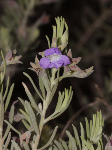 silver turkeybush (Eremophila bowmanii)