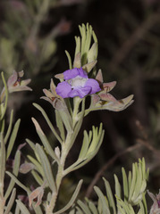 Eremophila bowmanii