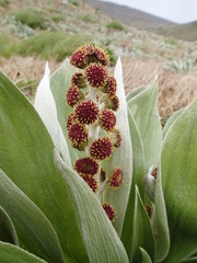 Pleurophyllum hookeri