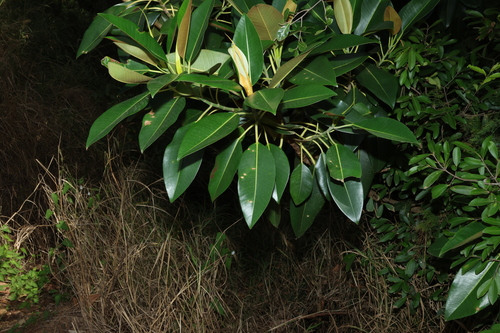 Moreton Bay Fig (Ficus macrophylla)