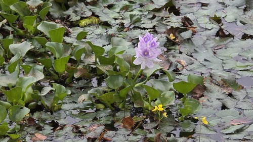 common water hyacinth