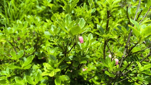 Rhododendron multiflorum iNat (3)