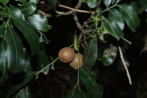 crow's apple (Owenia venosa)