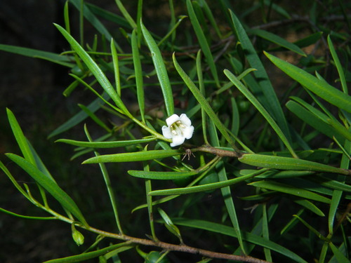 Turkeybush (Eremophila deserti)