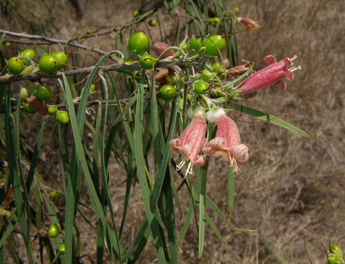 Weeping Emubush (Eremophila longifolia)