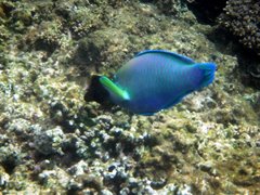 Chlorurus troschelii