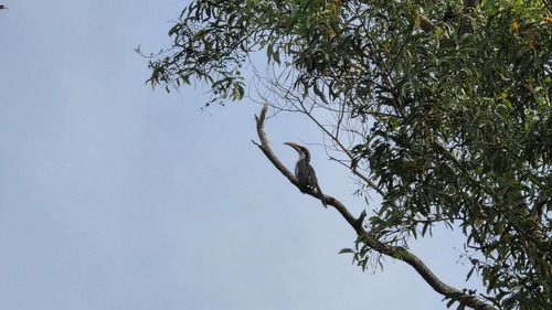 Sri Lanka Grey Hornbill